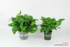 水培绿萝叶尖发黄是什么原因