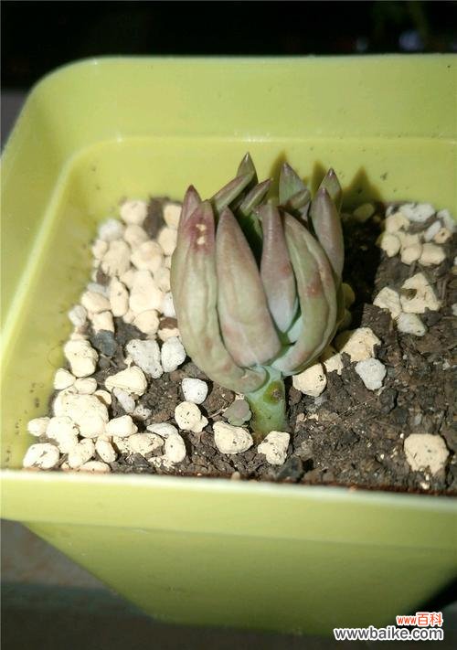 揭开叶片蔫的真正原因,轻松解决千佛手“萎靡不振”难题 如何让千佛手的叶片恢复生机