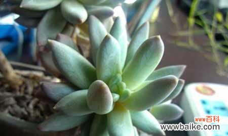 揭开叶片蔫的真正原因,轻松解决千佛手“萎靡不振”难题 如何让千佛手的叶片恢复生机