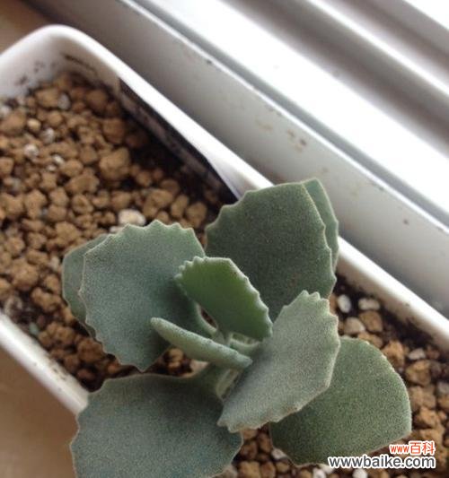 揭开叶片蔫的真正原因,轻松解决千佛手“萎靡不振”难题 如何让千佛手的叶片恢复生机