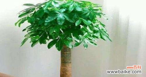 让你的财运与发财树一同升华的小窍门 种植发财树盆栽技巧