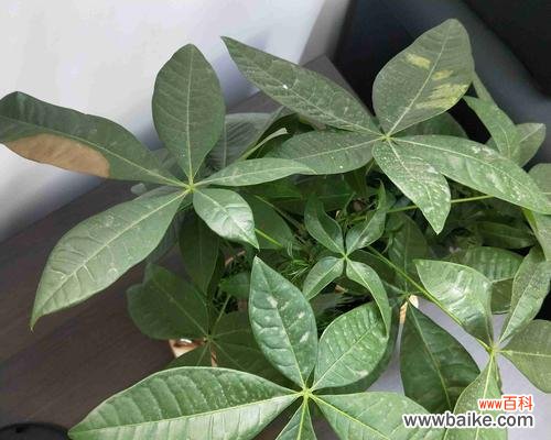 让你的财运与发财树一同升华的小窍门 种植发财树盆栽技巧