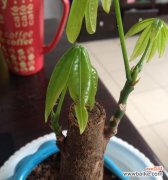 让你的财运与发财树一同升华的小窍门 种植发财树盆栽技巧