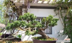 罗汉松不适合家庭种植 别种罗汉松，这是为什么？