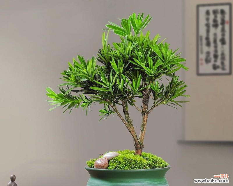 罗汉松不适合家庭种植 别种罗汉松，这是为什么？