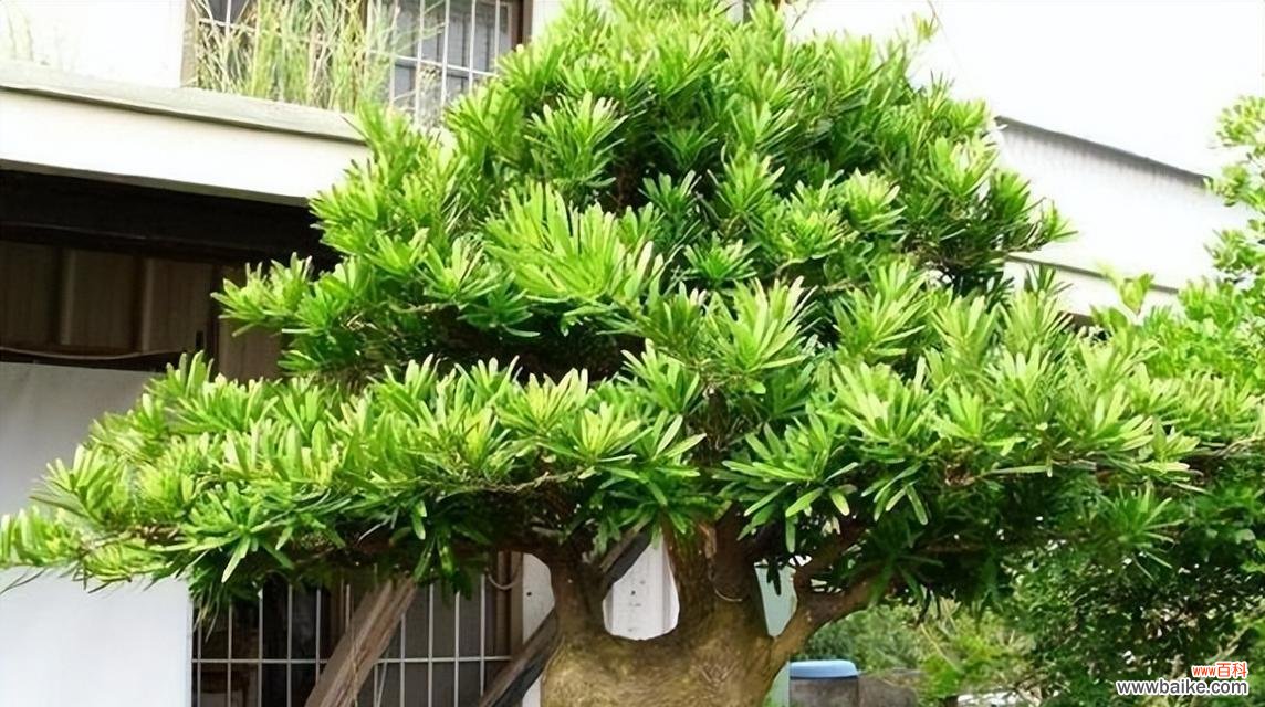 罗汉松不适合家庭种植 别种罗汉松，这是为什么？