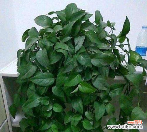 让你的绿萝茁壮成长 绿萝的最佳浇水技巧