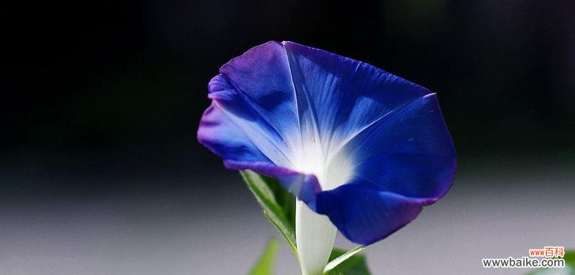 盛开在夏日的绚烂色彩 探秘牵牛花之美