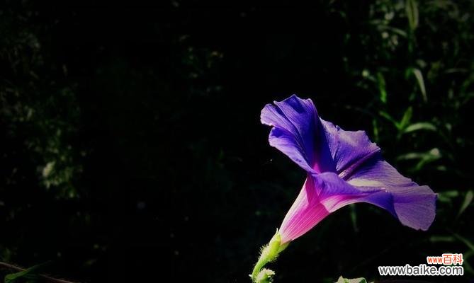 盛开在夏日的绚烂色彩 探秘牵牛花之美