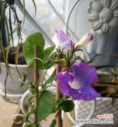 盛开在夏日的绚烂色彩 探秘牵牛花之美