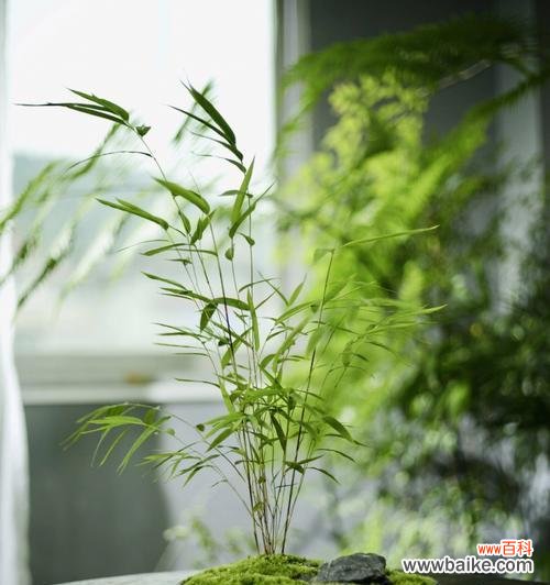 了解这些植物，感受绿色生活的美好 竹子之外，还有哪些和竹子一样的植物？
