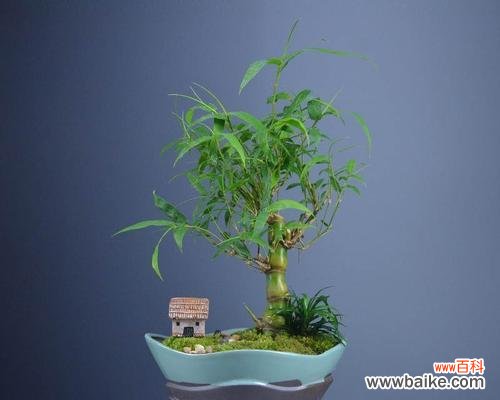 了解这些植物，感受绿色生活的美好 竹子之外，还有哪些和竹子一样的植物？