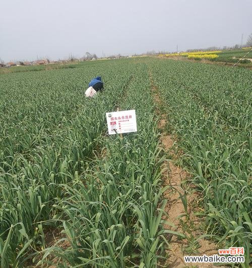 从选种到收成，你需要知道的一切！ 大蒜种植方法详解