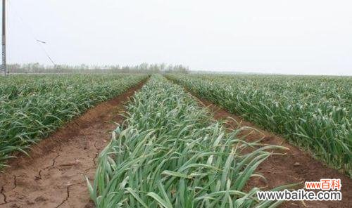 从选种到收成，你需要知道的一切！ 大蒜种植方法详解