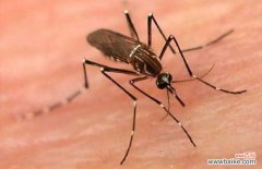 脸上蚊子咬的红点怎样可以消 蚊子咬的红点怎么消？