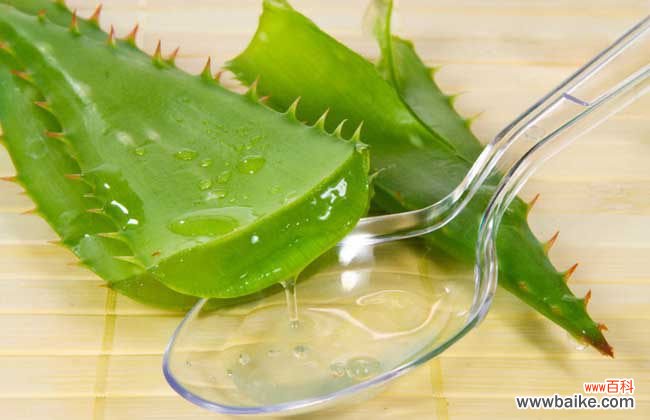 库拉索芦荟和普通芦荟区别 库拉索芦荟怎么护肤？