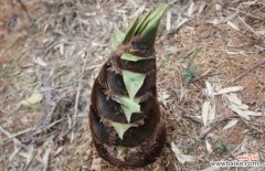 冬笋买回家怎么保存 新鲜春笋怎么保存？