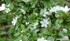 一年一度 六月雪，花开成冬