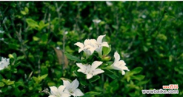 揭开六月雪的神秘面纱 六月雪——花语与寓意