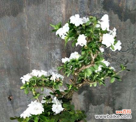 纯洁与希望的化身 以六月雪为寓意的意义