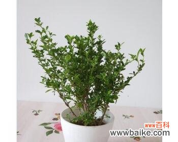 纯洁与希望的化身 以六月雪为寓意的意义