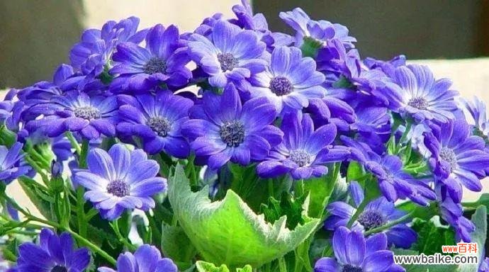 花语中的离别与思念 《别离的六月菊》