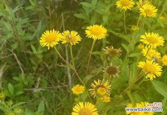 花语中的离别与思念 《别离的六月菊》