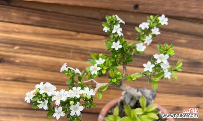 揭示六月雪盆栽的花语与象征 六月雪盆栽的寓意与美丽