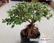 揭示六月雪盆栽的花语与象征 六月雪盆栽的寓意与美丽