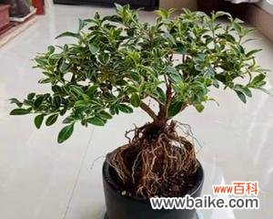 揭示六月雪盆栽的花语与象征 六月雪盆栽的寓意与美丽