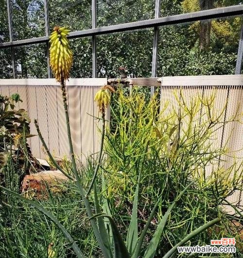 探寻龙舌兰花背后的文化象征与生命哲学 龙舌兰花的寓意与象征意义