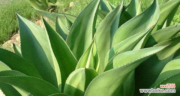 揭开龙舌兰的花语之谜 龙舌兰花语之奇妙的象征意义