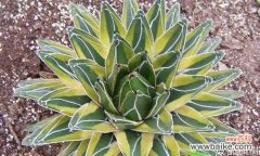 揭开龙舌兰的花语之谜 龙舌兰花语之奇妙的象征意义