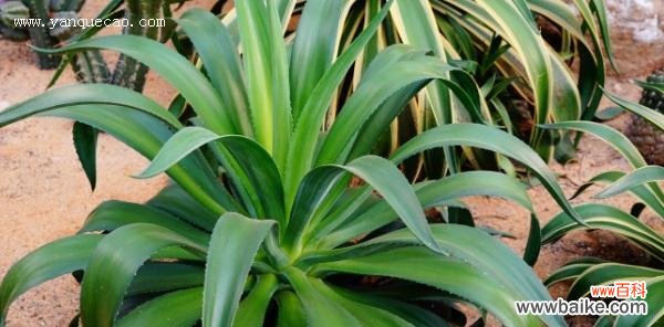 揭开龙舌兰的花语之谜 龙舌兰花语之奇妙的象征意义