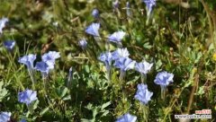 探寻龙胆花的意义与寓意 龙胆花语