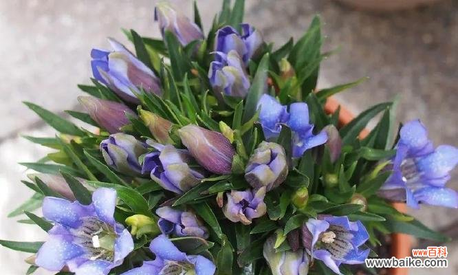 揭开龙胆花蕴含的神秘符号与诉说心声 龙胆花的花语及其意义