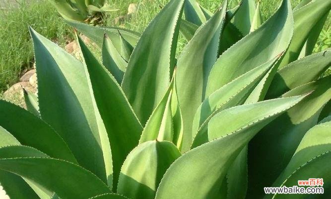 传承与坚韧的象征——龙舌兰 龙舌兰的寓意与故事