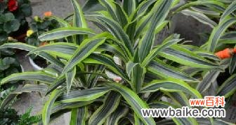 探寻龙血树的神秘之意 龙血树的寓意与象征意义