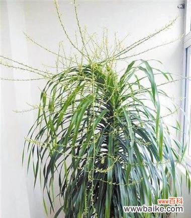 探寻龙血树的神秘之意 龙血树的寓意与象征意义