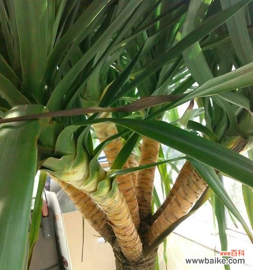 探索龙血树的神秘魅力 龙血树的象征意义与寓意