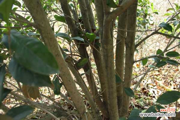 桂花树掉叶子怎么回事