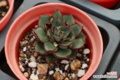 多肉长高不长胖怎么办