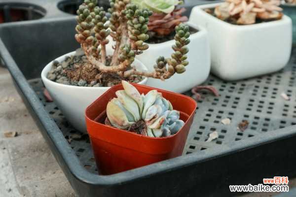 多肉长高不长胖怎么办