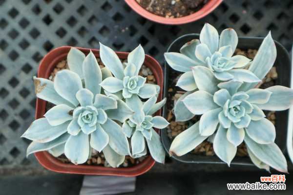 多肉长高不长胖怎么办