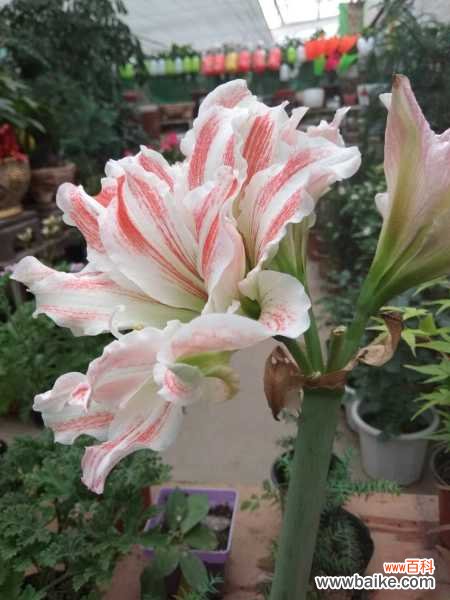 朱顶红几月份剪叶子