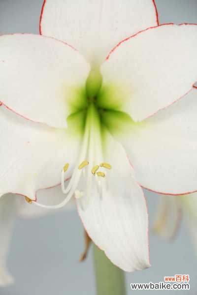 朱顶红几月份剪叶子