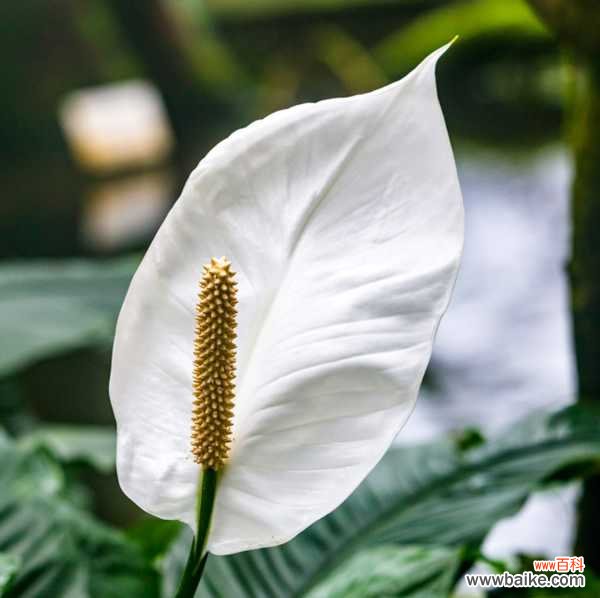 一帆风顺叶子发黑怎么办