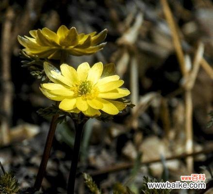 雪莲花的花语和传说有哪些？