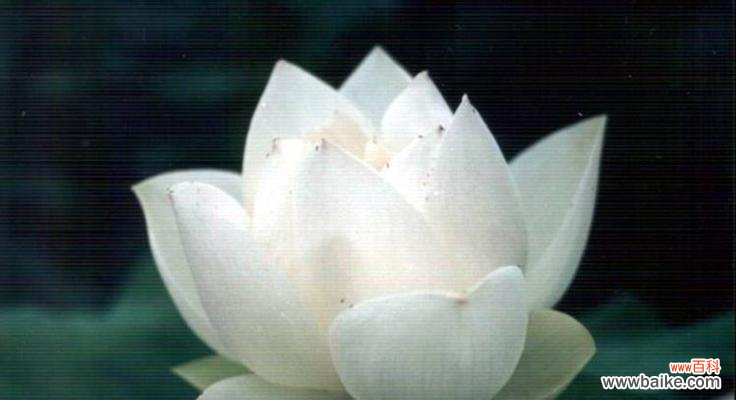 雪莲花的寓意象征着什么?如何理解雪莲花的深层含义?