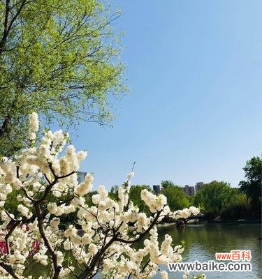 雪绒花的花语是什么？它背后有哪些美丽传说？